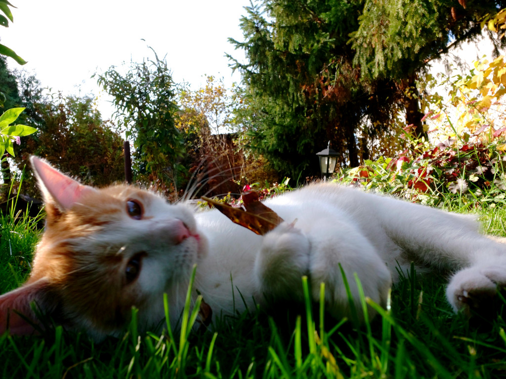 Plebiscyt Superzwierzaki w obiektywie