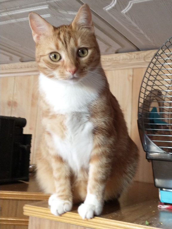 Plebiscyt Superzwierzaki w obiektywie