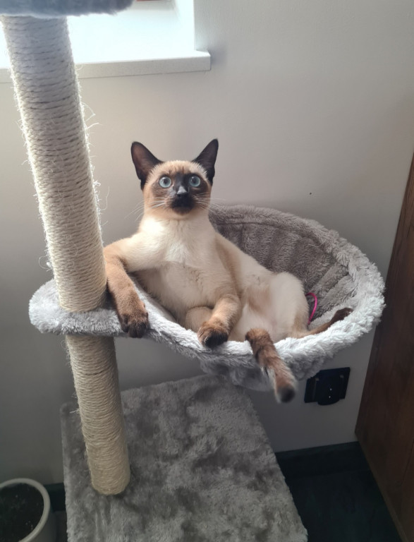 Plebiscyt Superzwierzaki w obiektywie