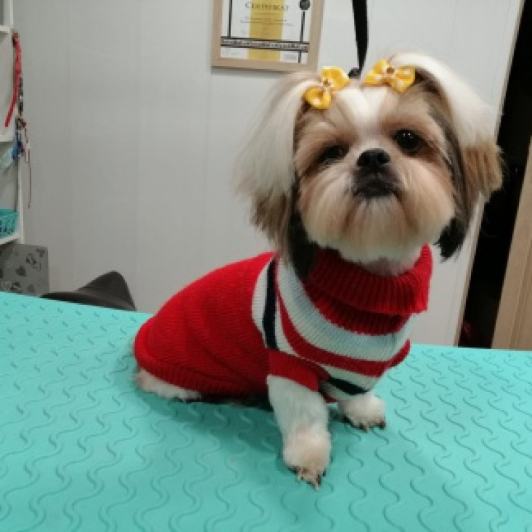 Plebiscyt Superzwierzaki w obiektywie