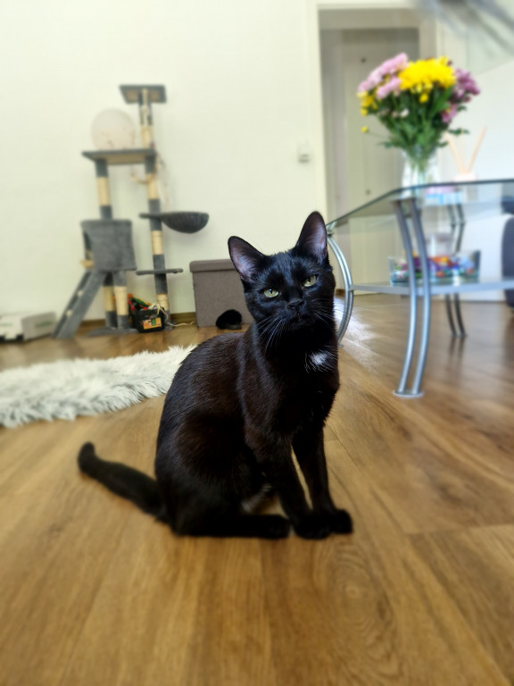 Plebiscyt Superzwierzaki w obiektywie