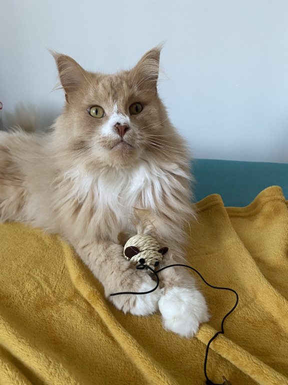 Plebiscyt Superzwierzaki w obiektywie