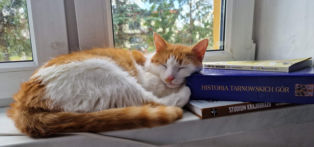 Plebiscyt Superzwierzaki w obiektywie