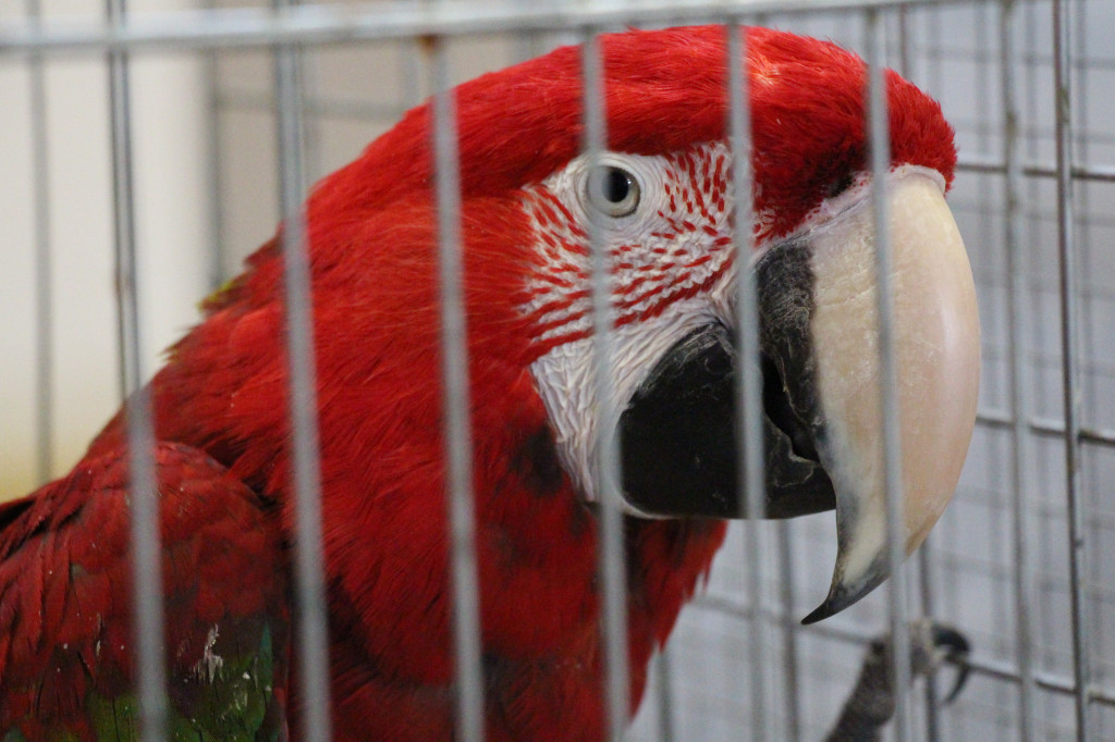 Wystawa ptaków egzotycznych w Tworogu