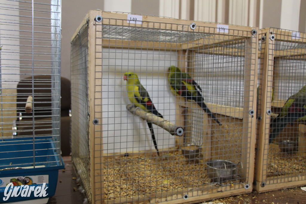 Wystawa ptaków egzotycznych w Tworogu