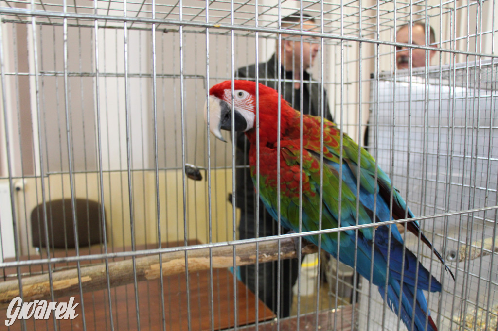 Wystawa ptaków egzotycznych w Tworogu