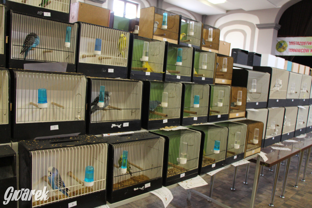 Wystawa ptaków egzotycznych w Tworogu