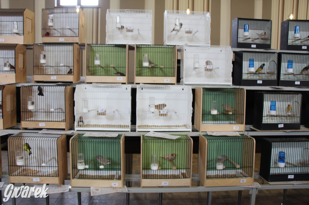 Wystawa ptaków egzotycznych w Tworogu