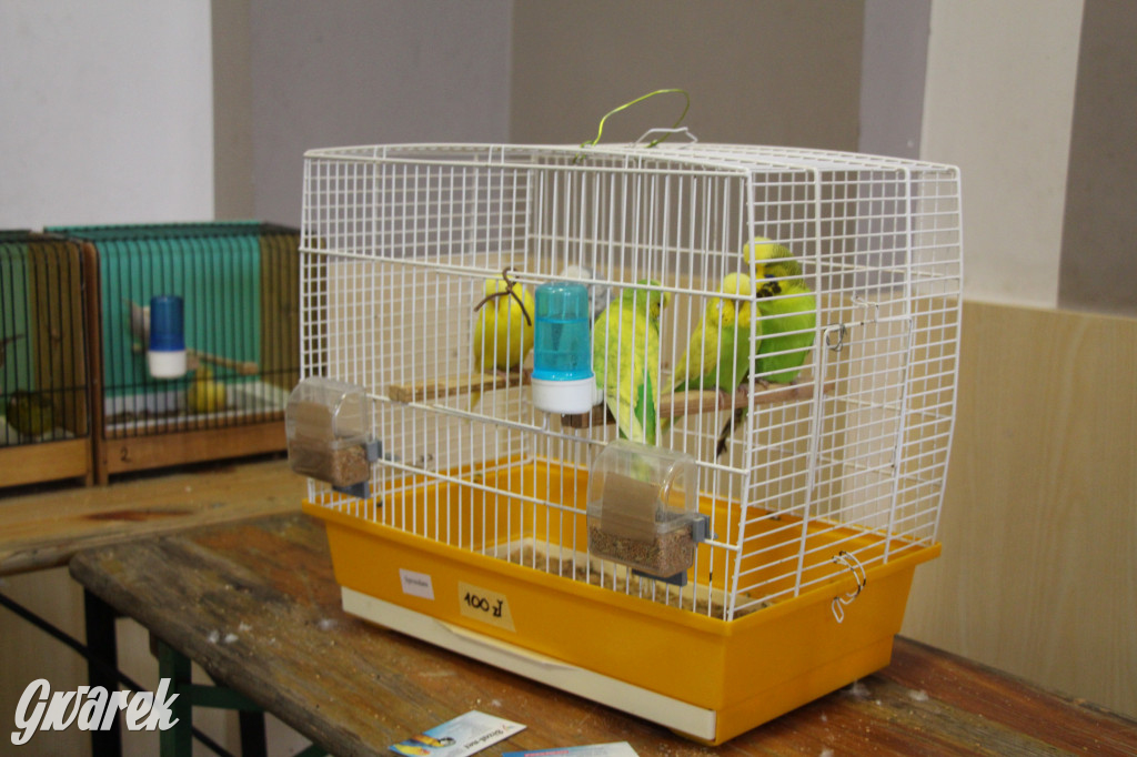 Wystawa ptaków egzotycznych w Tworogu