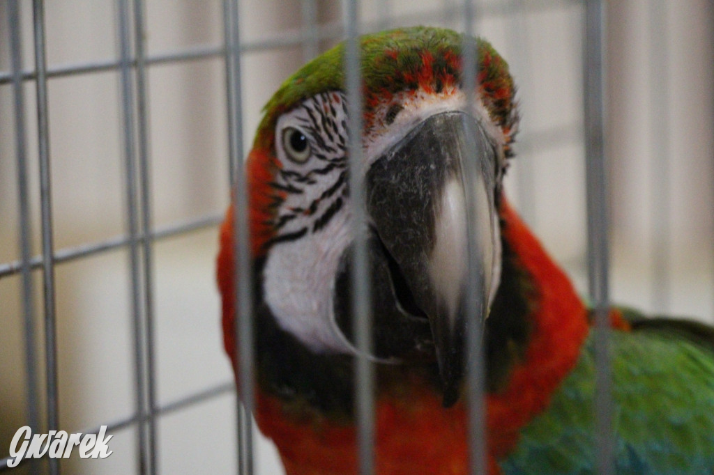 Wystawa ptaków egzotycznych w Tworogu