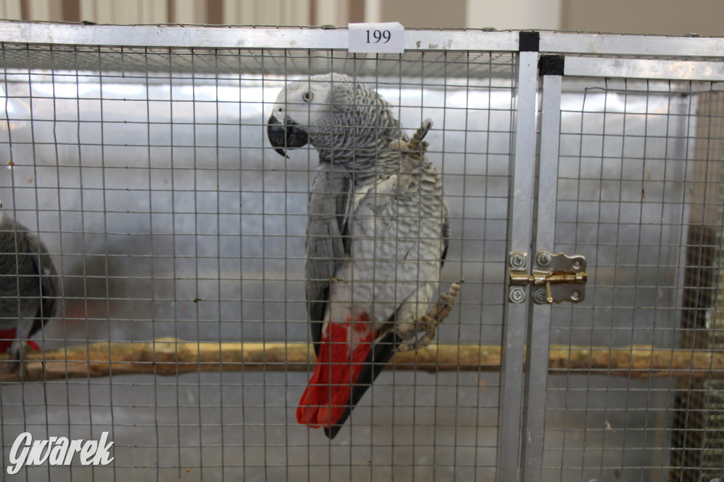 Wystawa ptaków egzotycznych w Tworogu