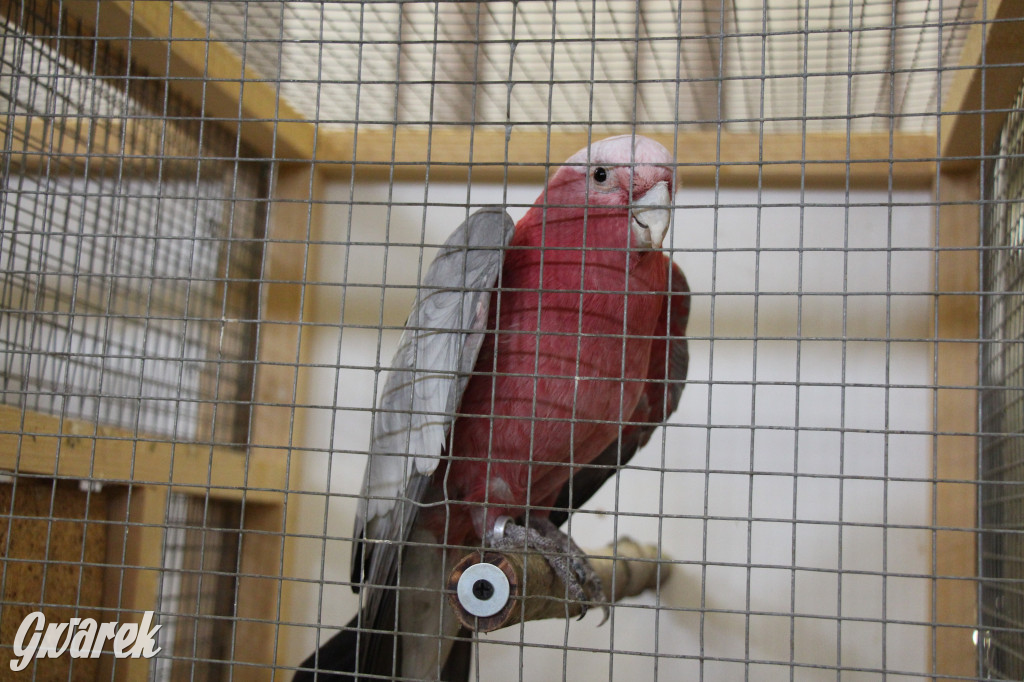 Wystawa ptaków egzotycznych w Tworogu