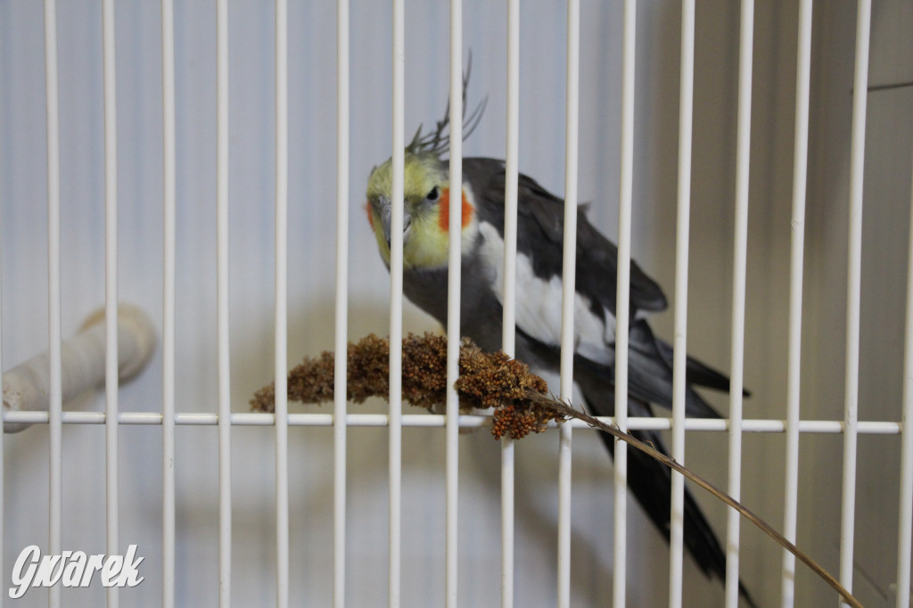 Wystawa ptaków egzotycznych w Tworogu