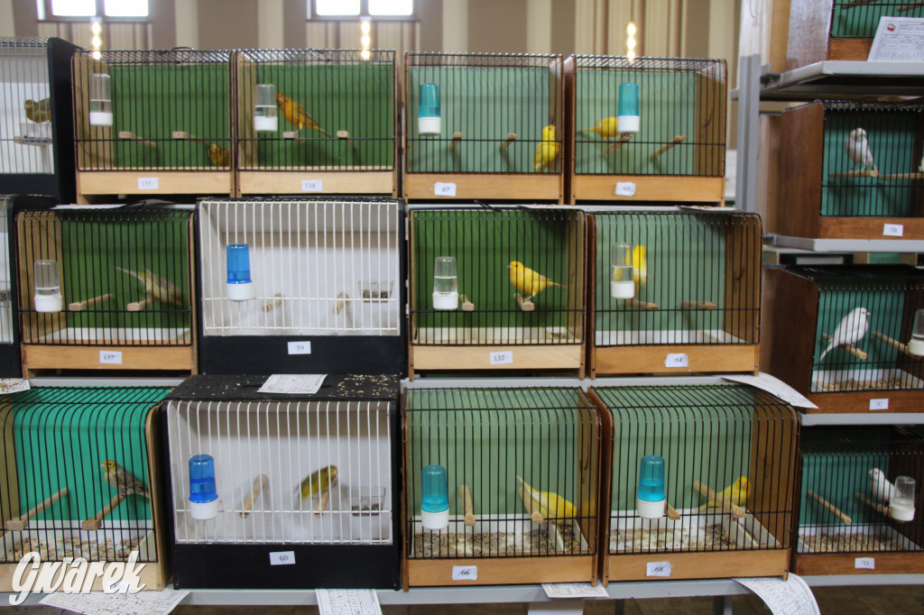 Wystawa ptaków egzotycznych w Tworogu