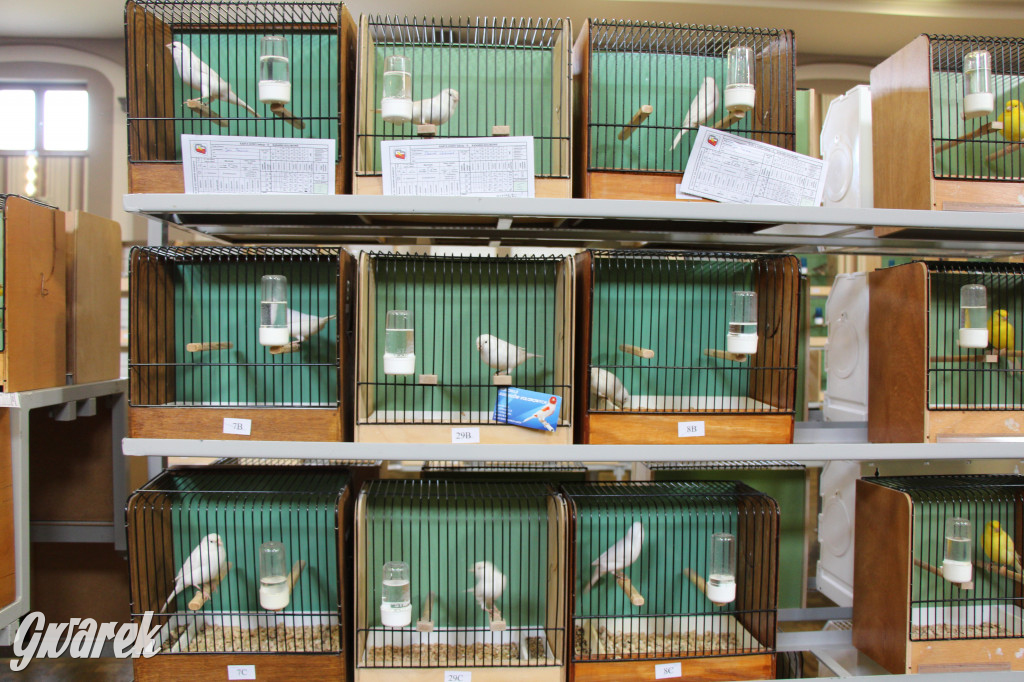 Wystawa ptaków egzotycznych w Tworogu