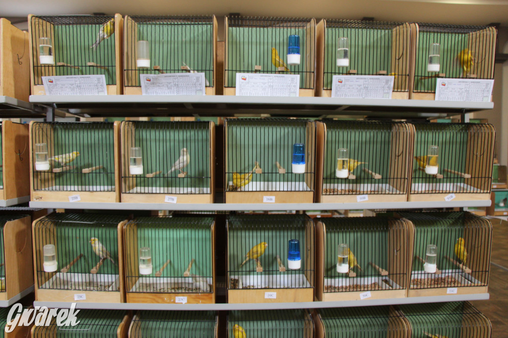 Wystawa ptaków egzotycznych w Tworogu