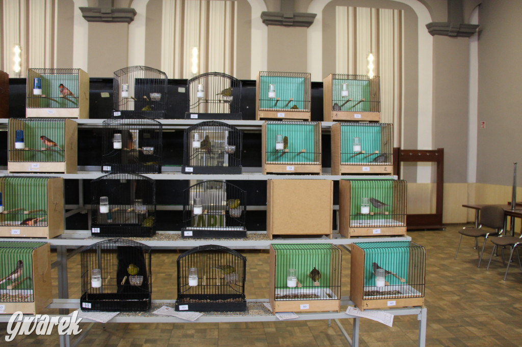 Wystawa ptaków egzotycznych w Tworogu