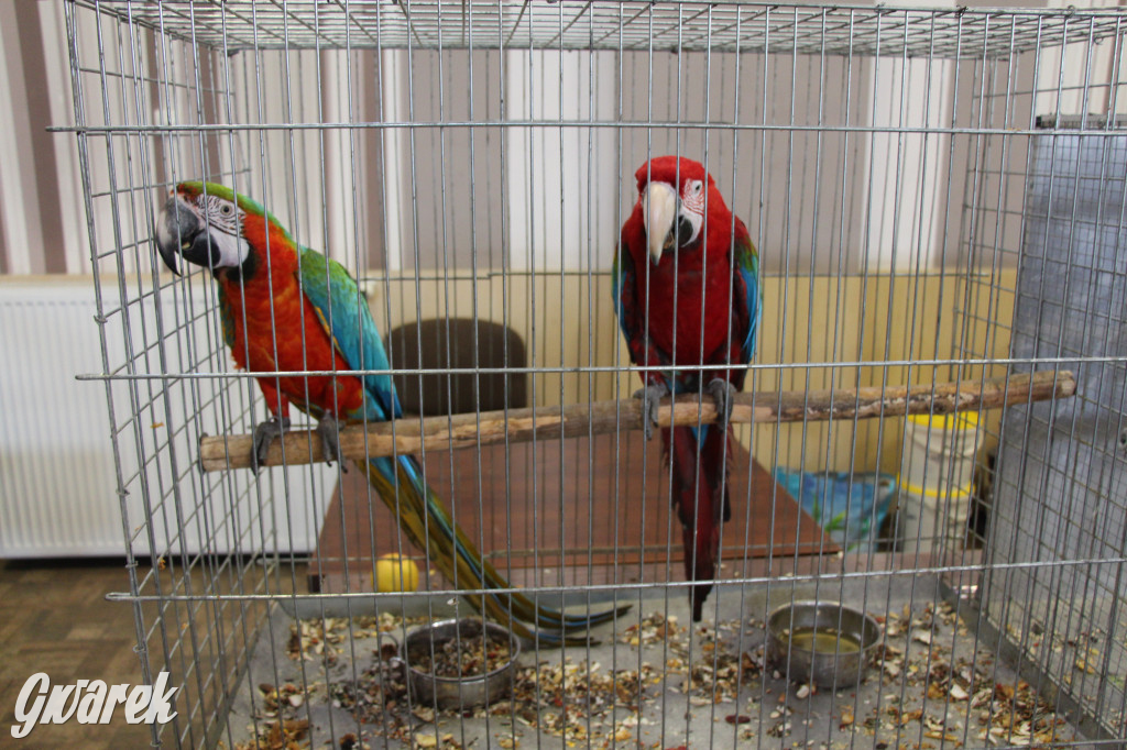 Wystawa ptaków egzotycznych w Tworogu