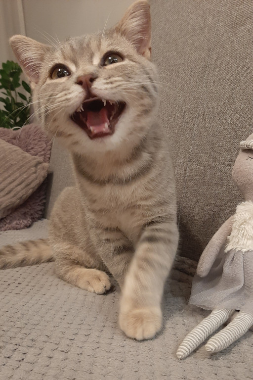 Plebiscyt Superzwierzaki w obiektywie