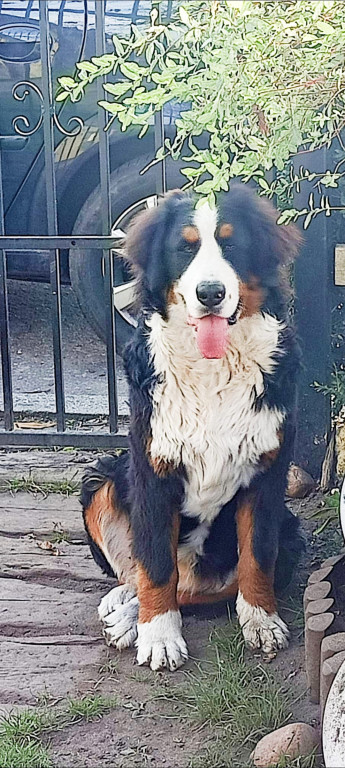 Plebiscyt Superzwierzaki w obiektywie