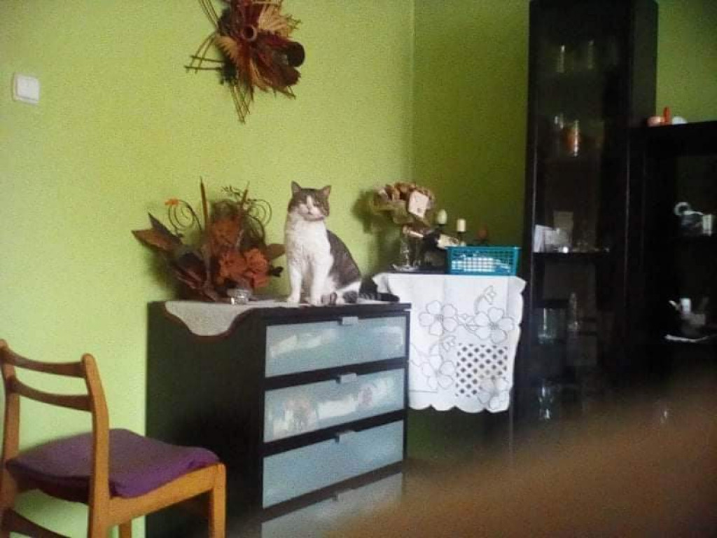 Plebiscyt Superzwierzaki w obiektywie