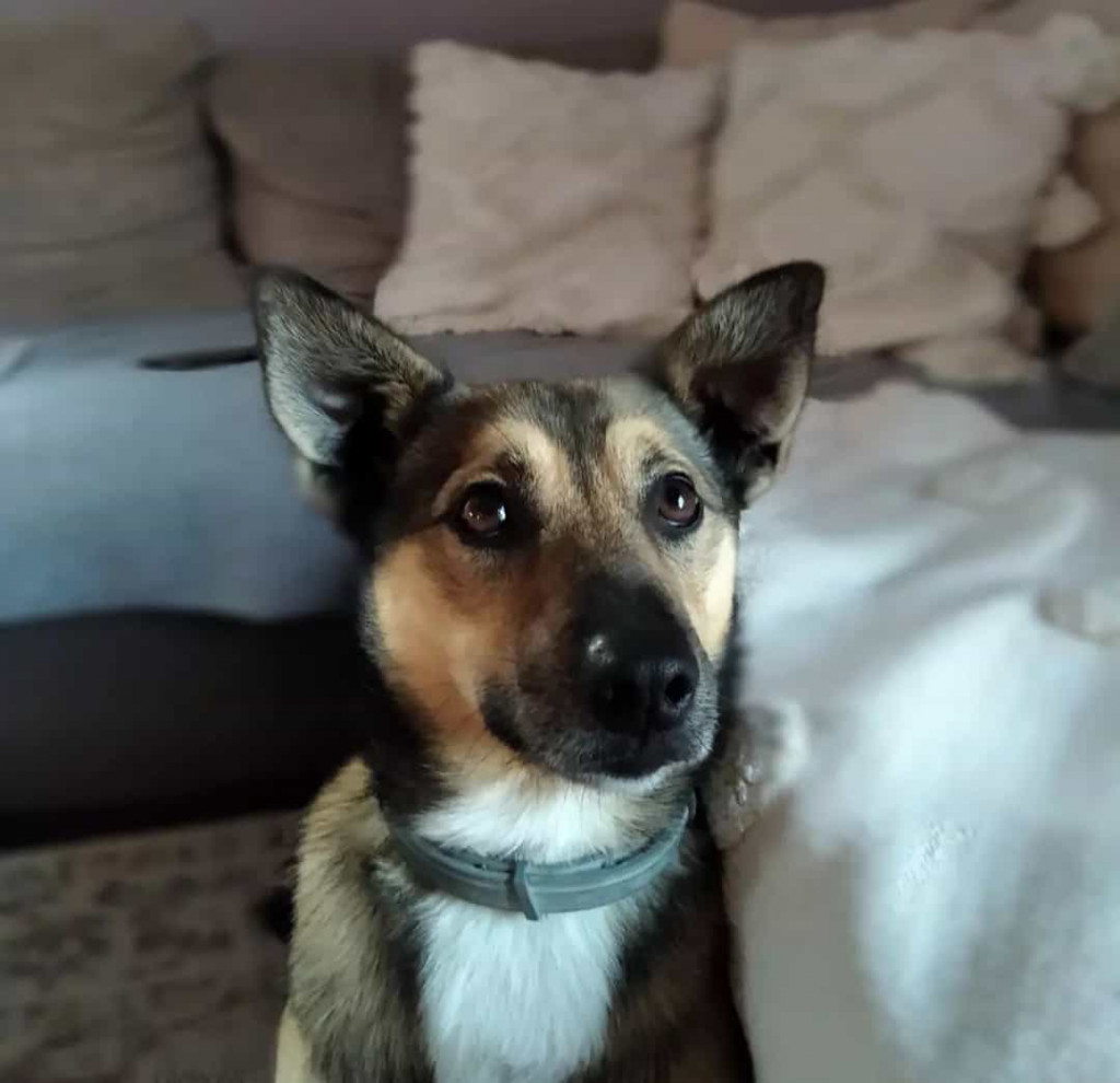 Plebiscyt Superzwierzaki w obiektywie