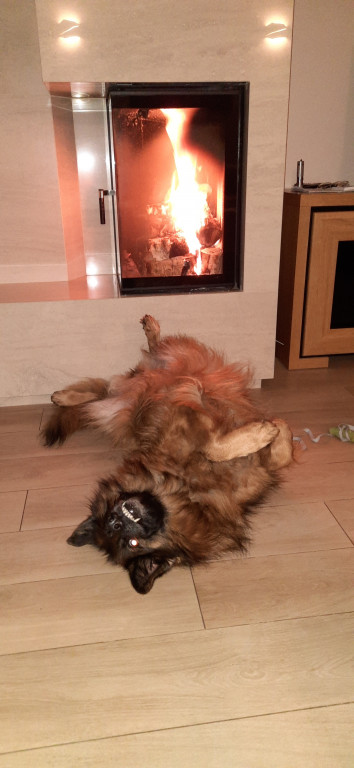 Plebiscyt Superzwierzaki w obiektywie