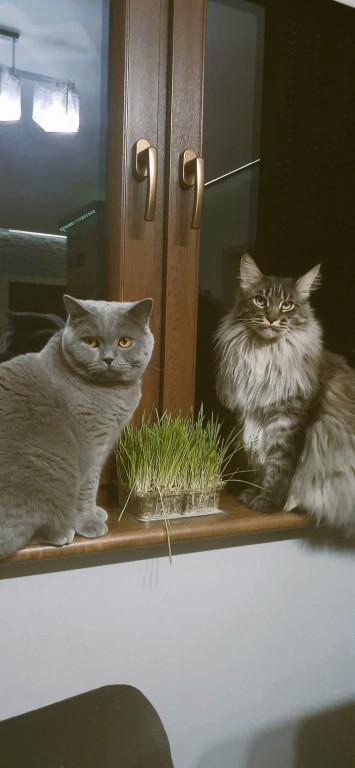 Plebiscyt Superzwierzaki w obiektywie