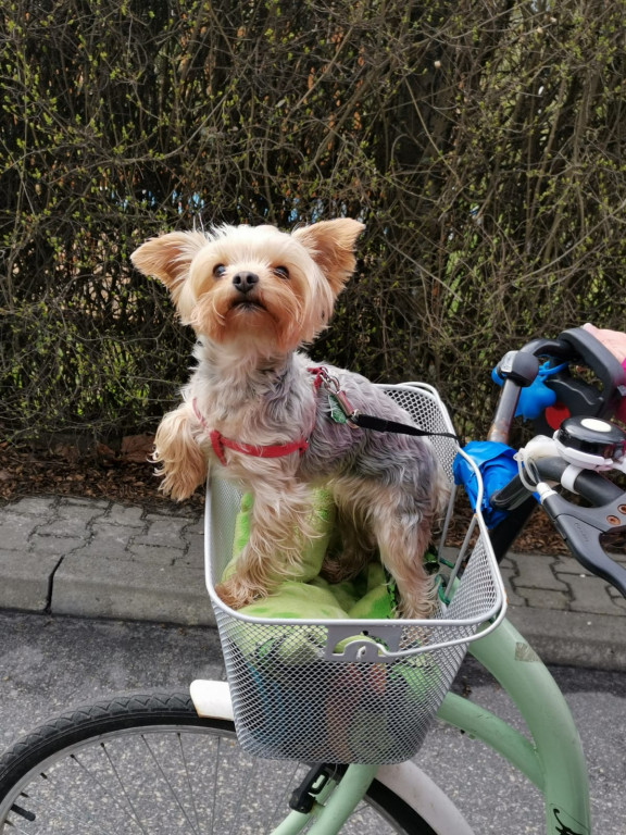 Plebiscyt Superzwierzaki w obiektywie