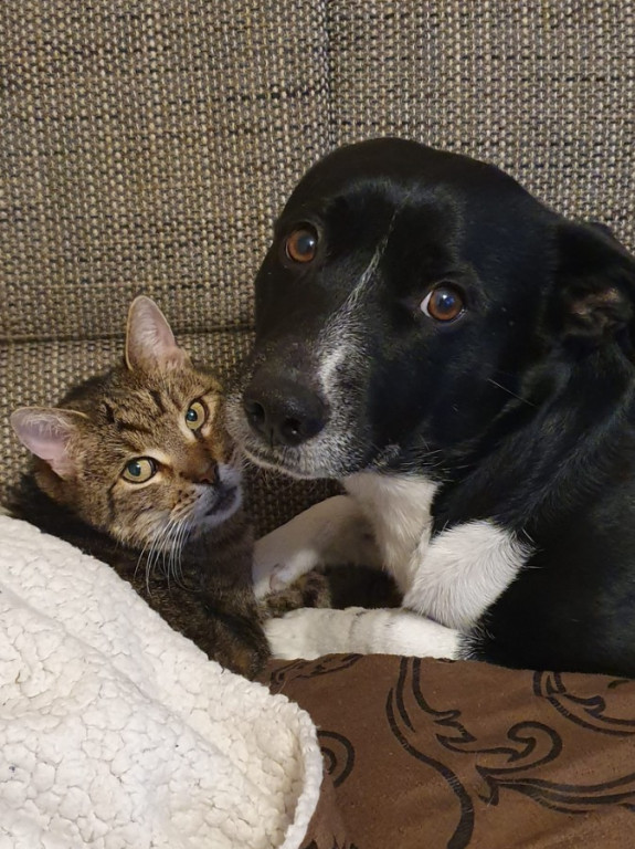 Plebiscyt Superzwierzaki w obiektywie