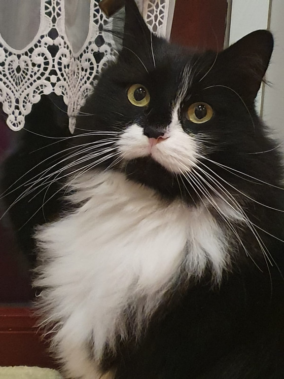 Plebiscyt Superzwierzaki w obiektywie