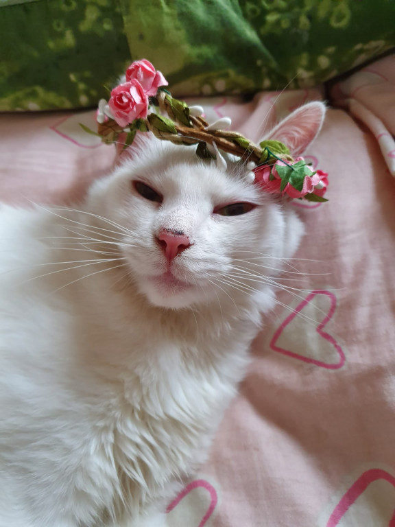 Plebiscyt Superzwierzaki w obiektywie