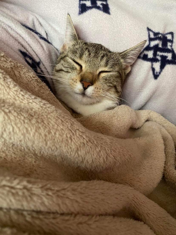 Plebiscyt Superzwierzaki w obiektywie