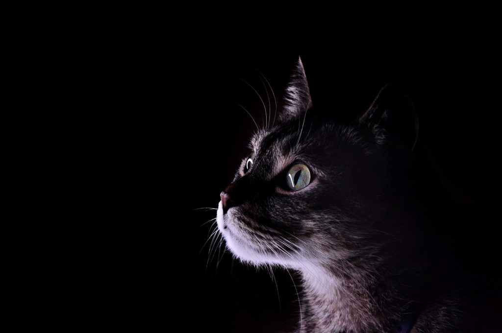 Plebiscyt Superzwierzaki w obiektywie