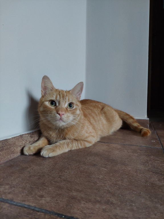 Plebiscyt Superzwierzaki w obiektywie