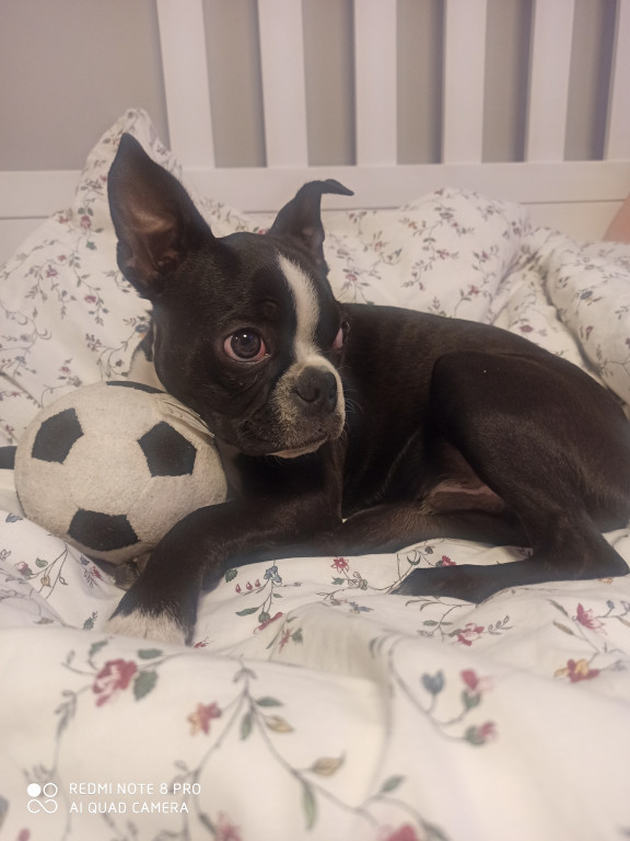 Plebiscyt Superzwierzaki w obiektywie