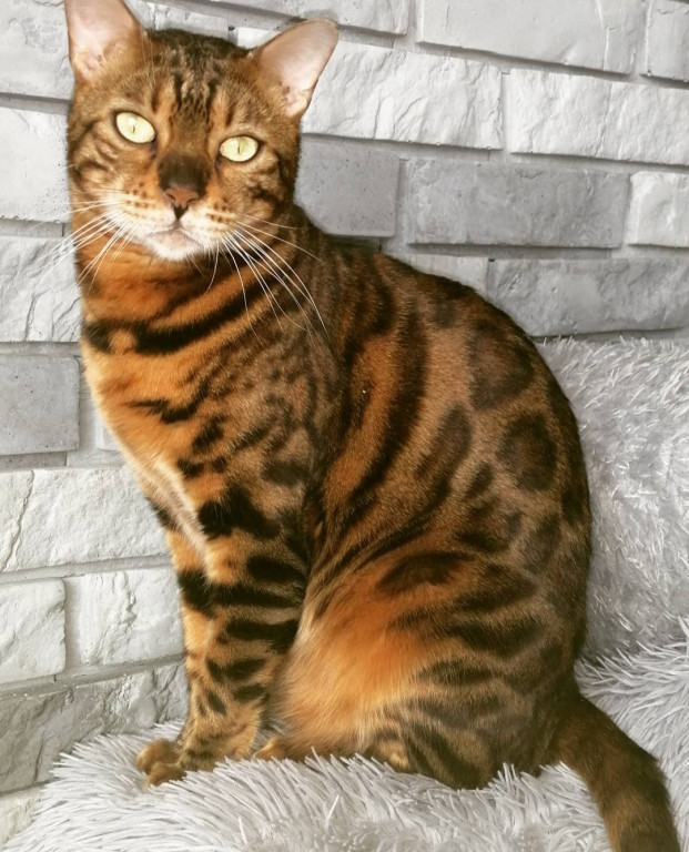 Plebiscyt Superzwierzaki w obiektywie