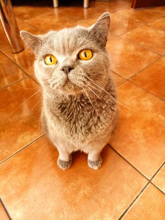 Plebiscyt Superzwierzaki w obiektywie