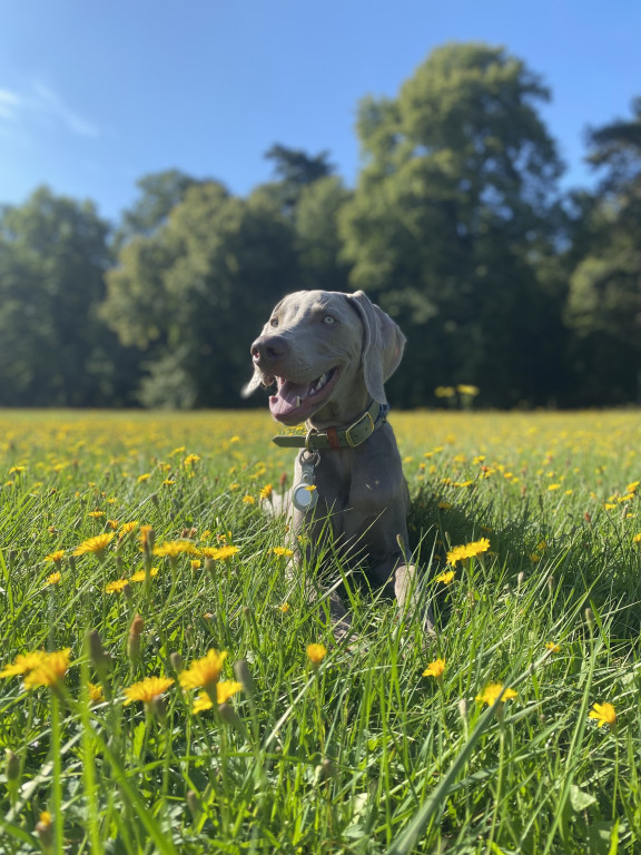 Plebiscyt Superzwierzaki w obiektywie