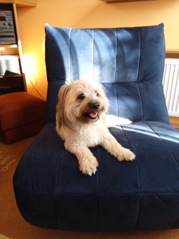 Plebiscyt Superzwierzaki w obiektywie