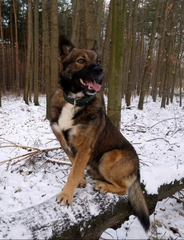 Plebiscyt Superzwierzaki w obiektywie