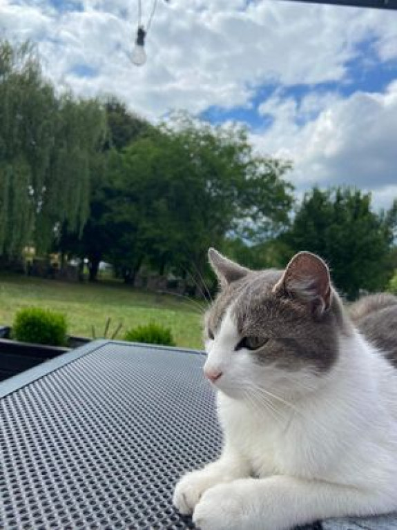 Plebiscyt Superzwierzaki w obiektywie