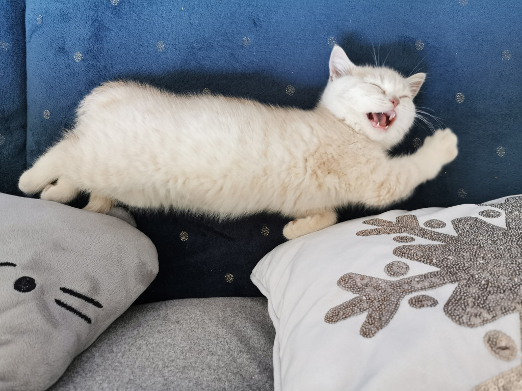 Plebiscyt Superzwierzaki w obiektywie