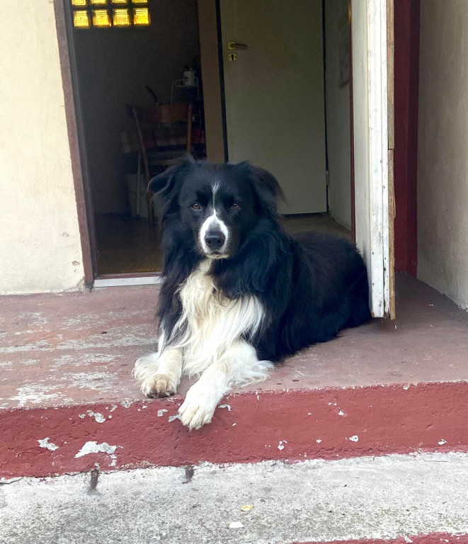 Plebiscyt Superzwierzaki w obiektywie