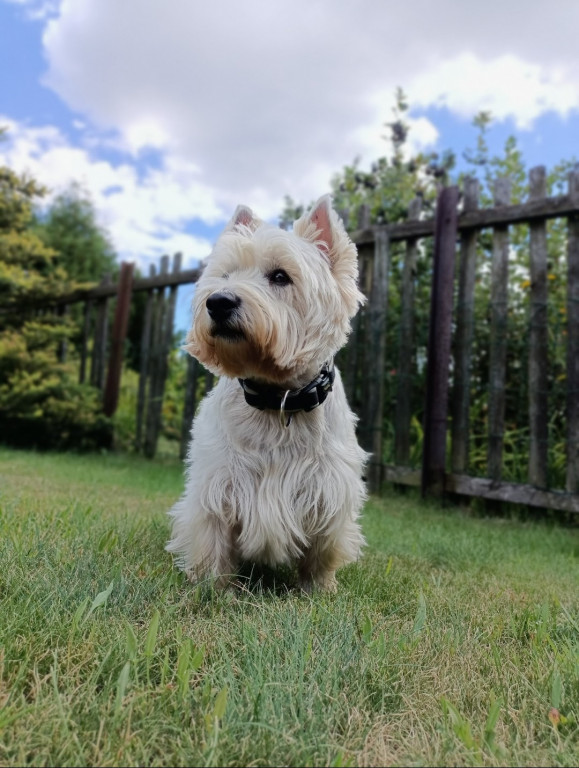 Plebiscyt Superzwierzaki w obiektywie