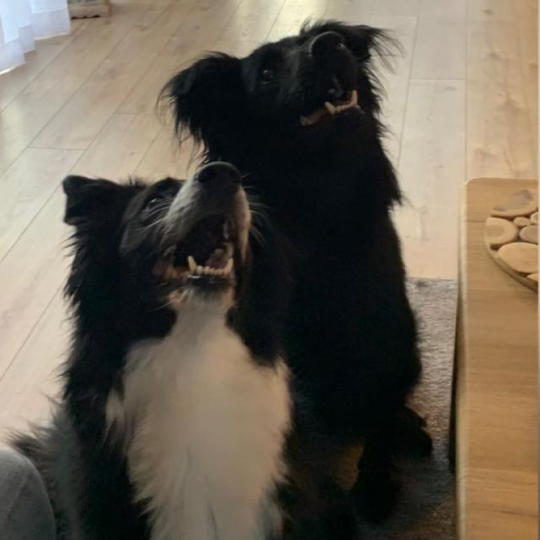 Plebiscyt Superzwierzaki w obiektywie