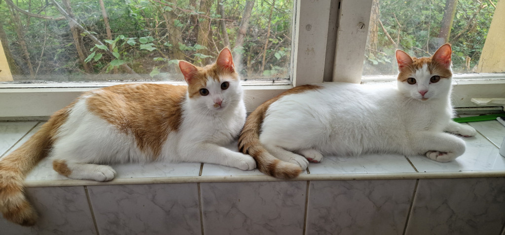 Plebiscyt Superzwierzaki w obiektywie