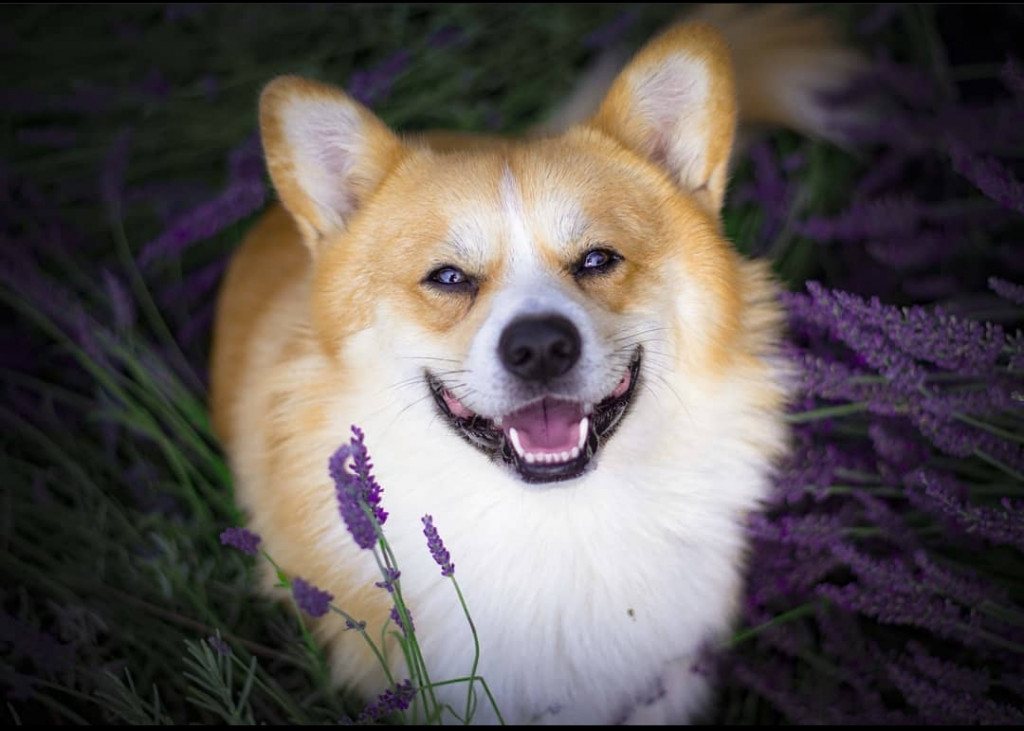 Plebiscyt Superzwierzaki w obiektywie