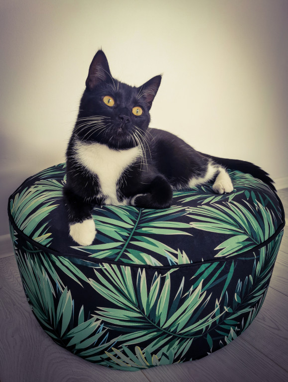 Plebiscyt Superzwierzaki w obiektywie