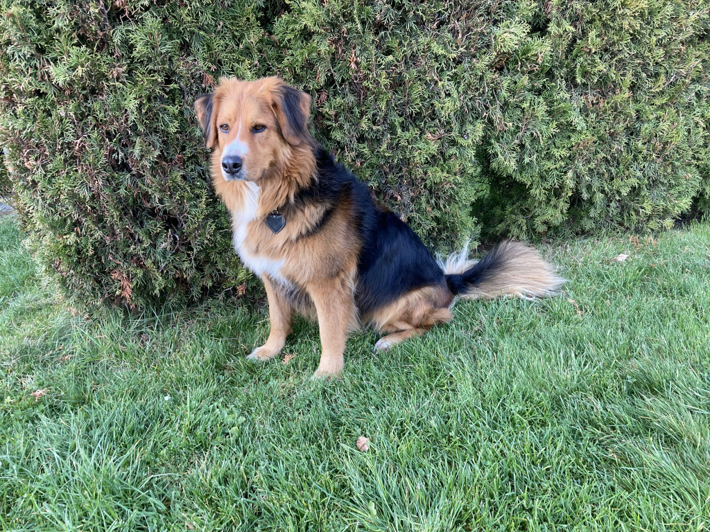 Plebiscyt Superzwierzaki w obiektywie